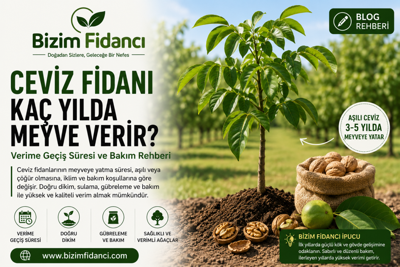 Ceviz Fidanı Kaç Yılda Meyve Verir? Verime Geçiş Süresi ve Bakım Rehberi