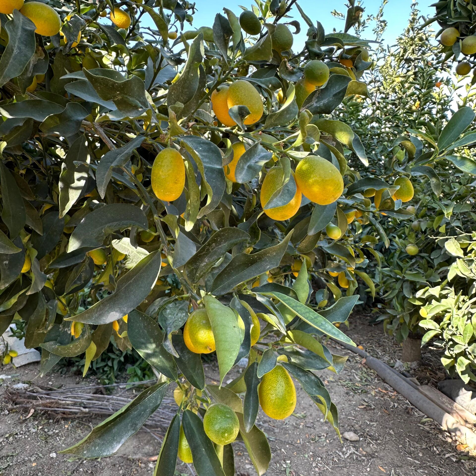HEMEN Meyve Veren Kamkat (Kumkuat) Ağacı Fidanı - Aşılı, Büyük Boy