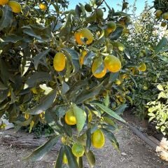 HEMEN Meyve Veren Kamkat (Kumkuat) Ağacı Fidanı - Aşılı, Büyük Boy