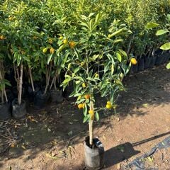 HEMEN Meyve Veren Kamkat (Kumkuat) Ağacı Fidanı - Aşılı, Büyük Boy