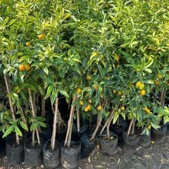 HEMEN Meyve Veren Kamkat (Kumkuat) Ağacı Fidanı - Aşılı, Büyük Boy
