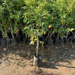 HEMEN Meyve Veren Kamkat (Kumkuat) Ağacı Fidanı - Aşılı, Büyük Boy