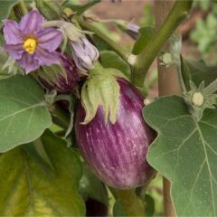 Çizgili Calliope Patlıcan Tohumu(15 tohum)
