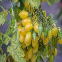 Barry's Crazy Cherry Domates Tohumu (15 tohum)