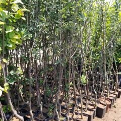 3 Yaş, Aşılı Elma Fidanı GOLDEN REİNDERS, Torbada