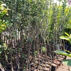 3 Yaş, Aşılı Elma Fidanı MONDİAL GALA, Torbada