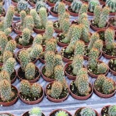 Kızıl Kaktüs - Radyasyon Düşmanı, 5.5 Cm Saksıda