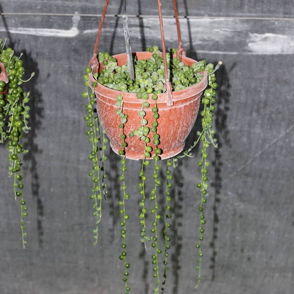 Boncuk Sukulent, SNKİOROWLEYANUS, Tespih Çiçeği, Sarkaç Saksıda