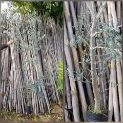 5 Yaş Aşılı Trilye (Gemlik) Zeytin Fidanı, Torbada