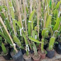 3 Farklı Renk Bodur Pitaya Seti (Beyaz-Sarı-Kırmızı)