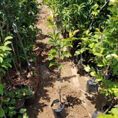 3 Yaş Aşılı Limon Armut Fidanı, Saksıda