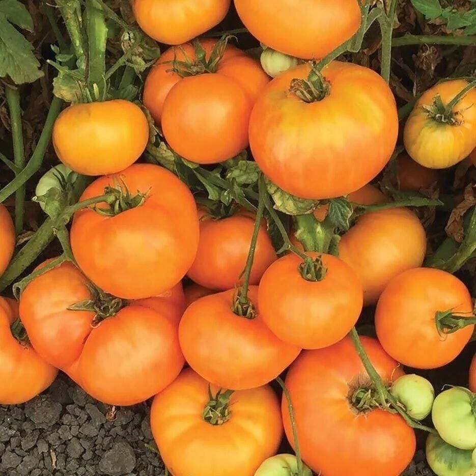 Dr.Wyche's Gold Domates Tohumu(15 tohum)