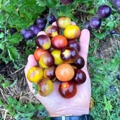 Bosque Bumblebee Domates Tohumu (15 tohum)