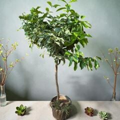 HEMEN Meyve Veren DEV BOY Limon Ağacı Fidanı (150 cm) – Saksılı, 7 Yaş