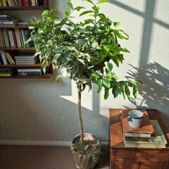 HEMEN Meyve Veren DEV BOY Limon Ağacı Fidanı (150 cm) – Saksılı, 7 Yaş