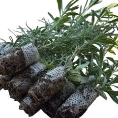 10'lu Paket Paper Potta Lavanta Fidesi 10-15 cm - Yüksek Köklü Canlı ve Sağlıklı Fide