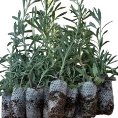 10'lu Paket Paper Potta Lavanta Fidesi 10-15 cm - Yüksek Köklü Canlı ve Sağlıklı Fide