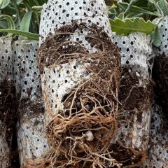 10'lu Paket Paper Potta Lavanta Fidesi 10-15 cm - Yüksek Köklü Canlı ve Sağlıklı Fide