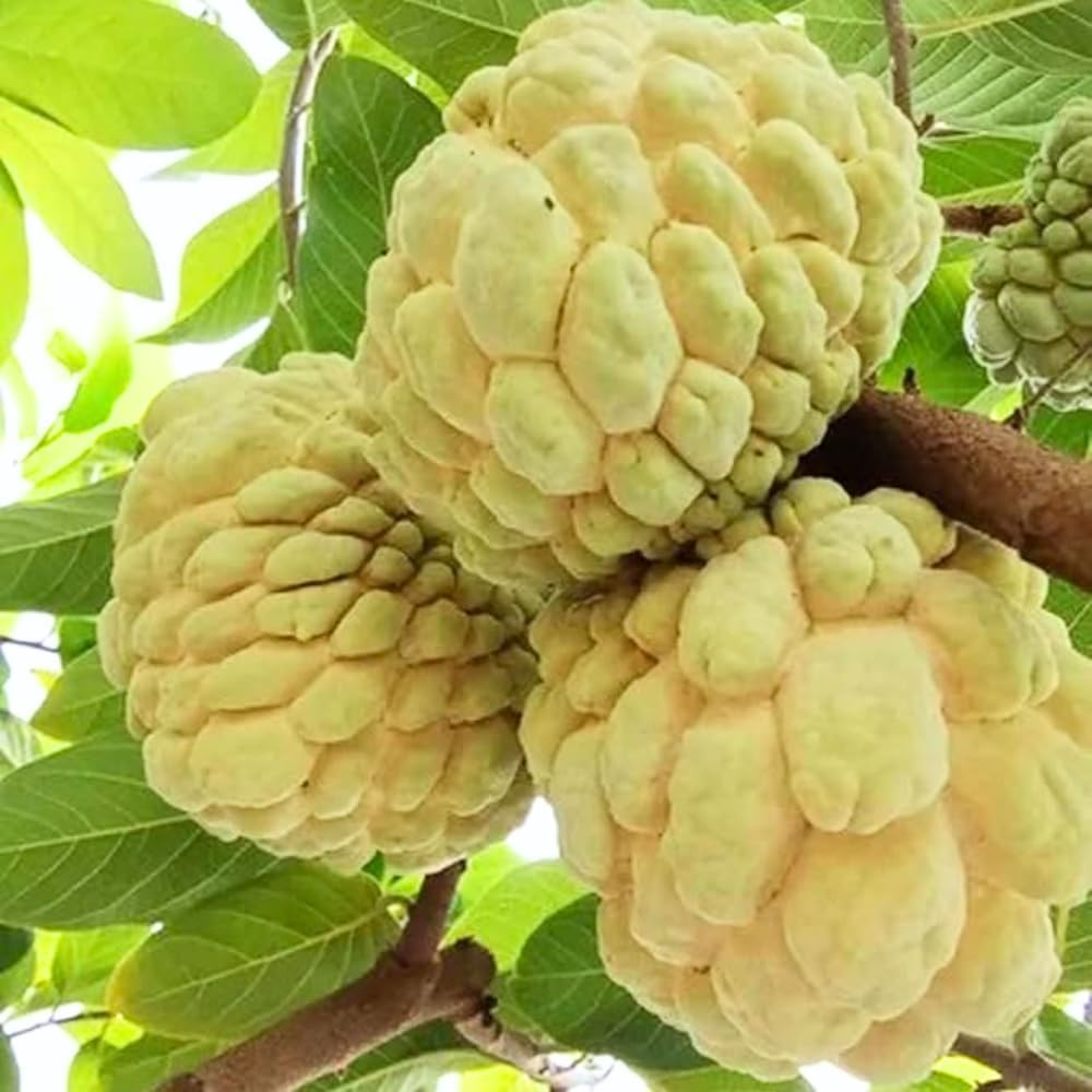 Sarı Şeker Elması Fidanı (Yellow Sugar) - Tüplü Egzotik Meyve Fidanı 20-30 cm