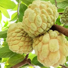 Sarı Şeker Elması Fidanı (Yellow Sugar) - Tüplü Egzotik Meyve Fidanı 20-30 cm