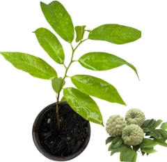 Sarı Şeker Elması Fidanı (Yellow Sugar) - Tüplü Egzotik Meyve Fidanı 20-30 cm