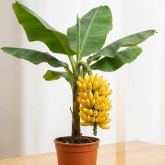 Truly Tiny Dünyanın En Küçük Muz Fidanı - Saksıda Meyve Veren Bodur Muz Ağacı 30-50 cm