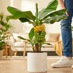 Truly Tiny Dünyanın En Küçük Muz Fidanı - Saksıda Meyve Veren Bodur Muz Ağacı 30-50 cm