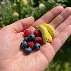 Truly Tiny Dünyanın En Küçük Muz Fidanı - Saksıda Meyve Veren Bodur Muz Ağacı 30-50 cm
