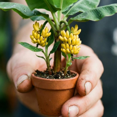 Truly Tiny Dünyanın En Küçük Muz Fidanı - Saksıda Meyve Veren Bodur Muz Ağacı 30-50 cm