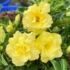 Adenium Obesum Çöl Gülü - Özel Nadir Katmerli Sarı Varyete (Yellow Desert Rose)