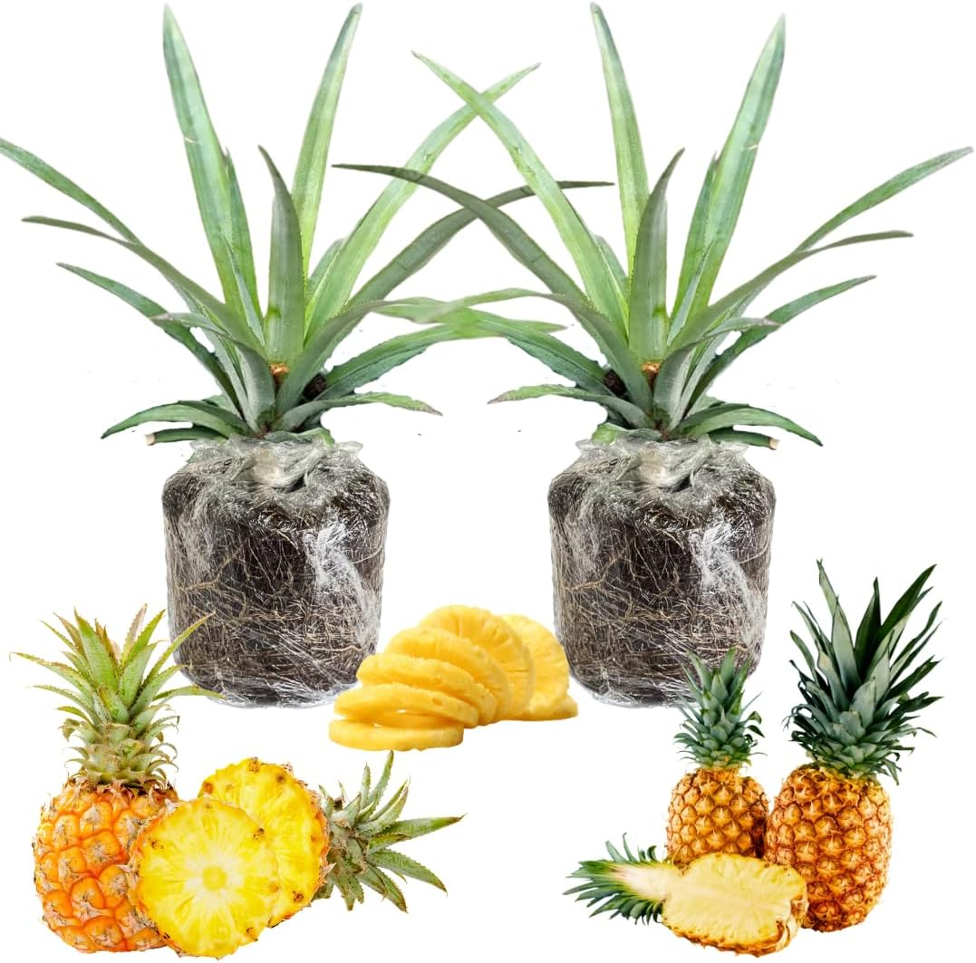 2’li Ananas Fidanı Seti - Evde Saksıda Meyve Veren Tropikal Ananas Fidesi (30-50 cm)