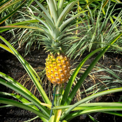 2’li Ananas Fidanı Seti - Evde Saksıda Meyve Veren Tropikal Ananas Fidesi (30-50 cm)