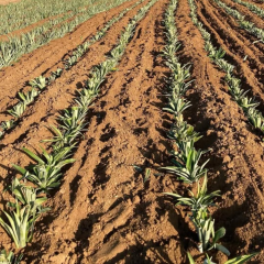 2’li Ananas Fidanı Seti - Evde Saksıda Meyve Veren Tropikal Ananas Fidesi (30-50 cm)