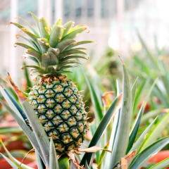 2’li Ananas Fidanı Seti - Evde Saksıda Meyve Veren Tropikal Ananas Fidesi (30-50 cm)