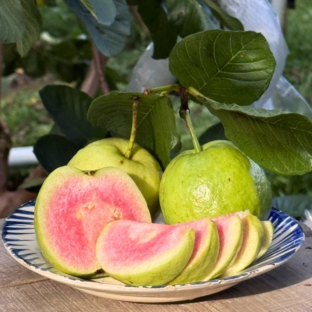Pembe Guava Fidanı (Pink Guava) - 50-70 cm Büyük Boy Tüplü Egzotik Meyve