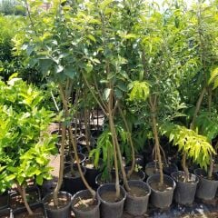 7 Yaş Aşılı Starking Elma Fidanı , Saksıda