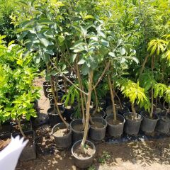 7 Yaş Aşılı Starking Elma Fidanı , Saksıda