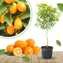 Saksıda Dev Boy Nagami Kamkat Fidanı - Bol Meyveli Balkon, Teras ve Bahçe Tipi Kumkuat