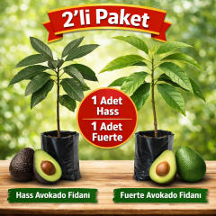 2’li Paket Aşılı Avokado Fidanı (Hass + Fuerte) – Tüplü, 70 cm, Yüksek Verimli