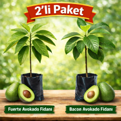 Aşılı 2’li Avokado Fidanı (Fuerte + Bacon) – Soğuğa Dayanıklı, Tüplü, 50–70 cm