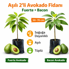 Aşılı 2’li Avokado Fidanı (Fuerte + Bacon) – Soğuğa Dayanıklı, Tüplü, 50–70 cm