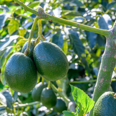 Eksi Derecelere Dayanıklı Bacon Avokado Fidanı 50-70 cm - Aşılı En Hızlı Büyüyen Avokado Türü