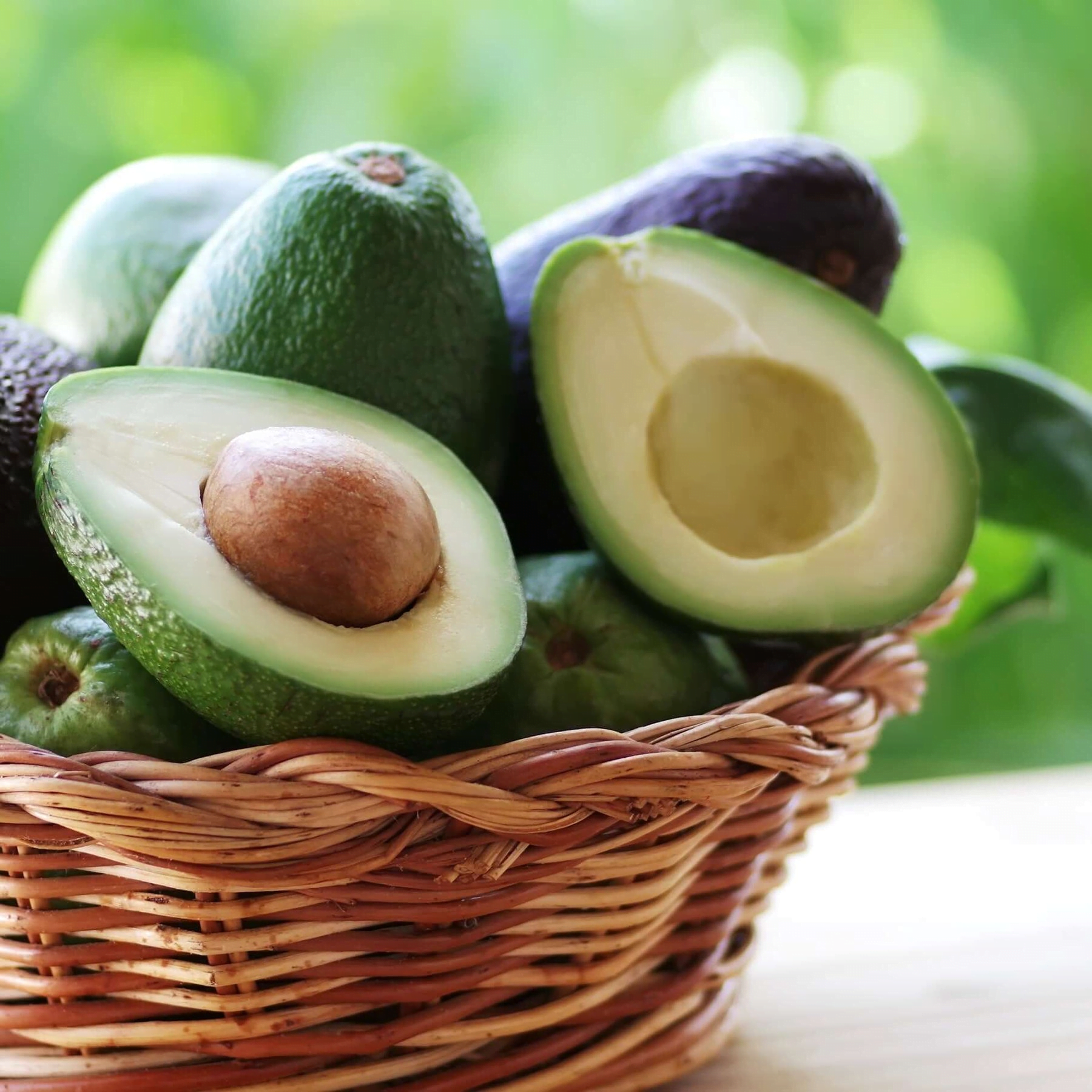 Eksi Derecelere Dayanıklı Bacon Avokado Fidanı 50-70 cm - Aşılı En Hızlı Büyüyen Avokado Türü