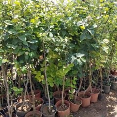 7 Yaş Aşılı Limon Ayva Fidanı , Saksıda