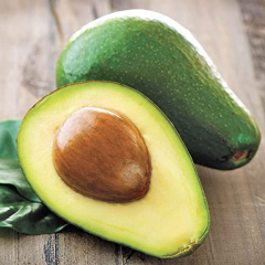 Aşılı Zutano Avokado Fidanı 50-70 cm - Bahçenizin Verimini Artıran En Güçlü Tozlayıcı Tür