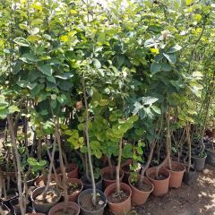 7 Yaş Aşılı Ege25 Ayva Fidanı , Saksıda