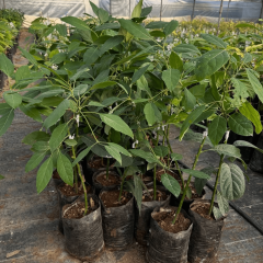 Aşılı Ettinger Avokado Fidanı 50-70 cm - Don Dirençli Bahçenizin Verim Sigortası Tozlayıcı Tür