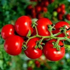 Çeri Pinpon Domates Tohumu (40 tohum)