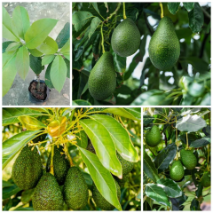 Aşılı Pinkerton Avokado Fidanı 50-70 cm - Tüplü Bodur Gelişimli Ve En Uzun Meyve Veren Tür