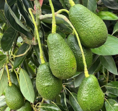 Aşılı Pinkerton Avokado Fidanı 50-70 cm - Tüplü Bodur Gelişimli Ve En Uzun Meyve Veren Tür